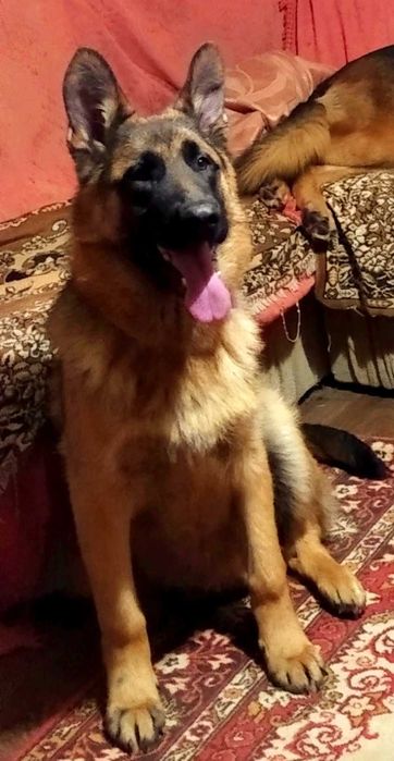 Щенки нем овчарки