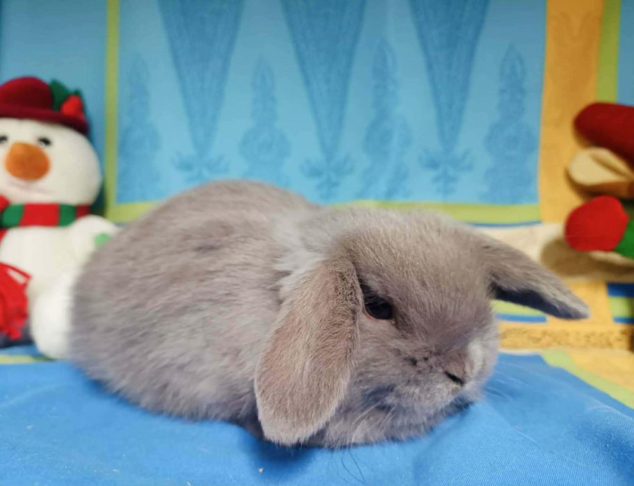 Sprzedam króliczki mini loop mini lop niebieskookie