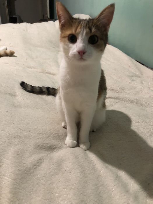 Котенок в добрые руки