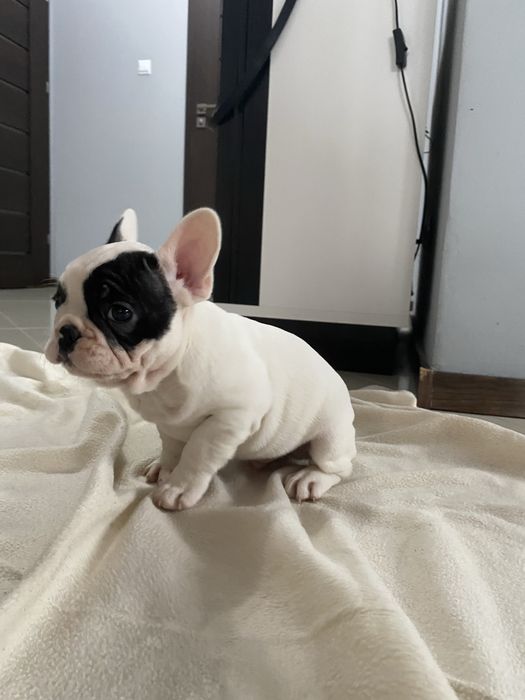 Buldog Francuski, piesek, biały