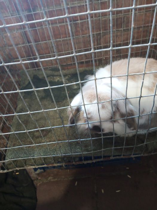 Безкоштовно декоративний кролик