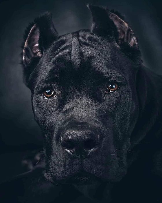 Cane Corso mocny szczeniak