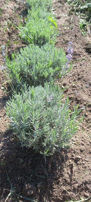 Продам саджанці плодових дерев Персики Абрикоси черешні сливи вишні є