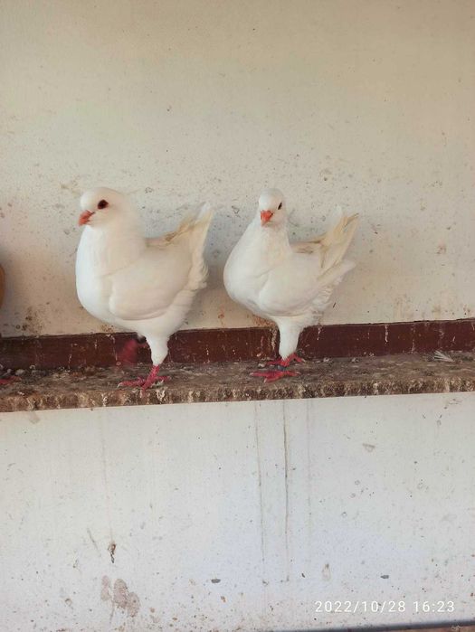 kingi gołebie rasowe