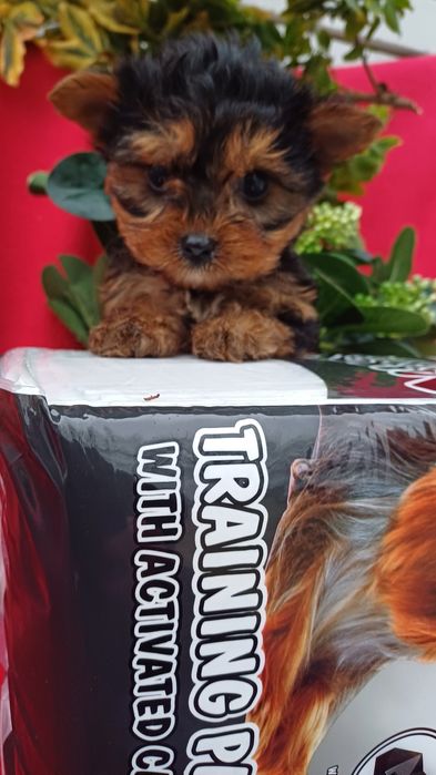 Класні,милі малята -йорчики.