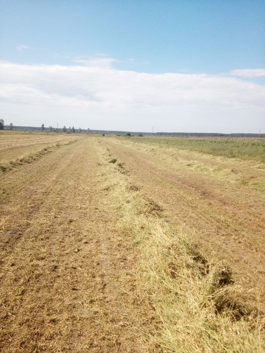 сіно в тюках. 2025