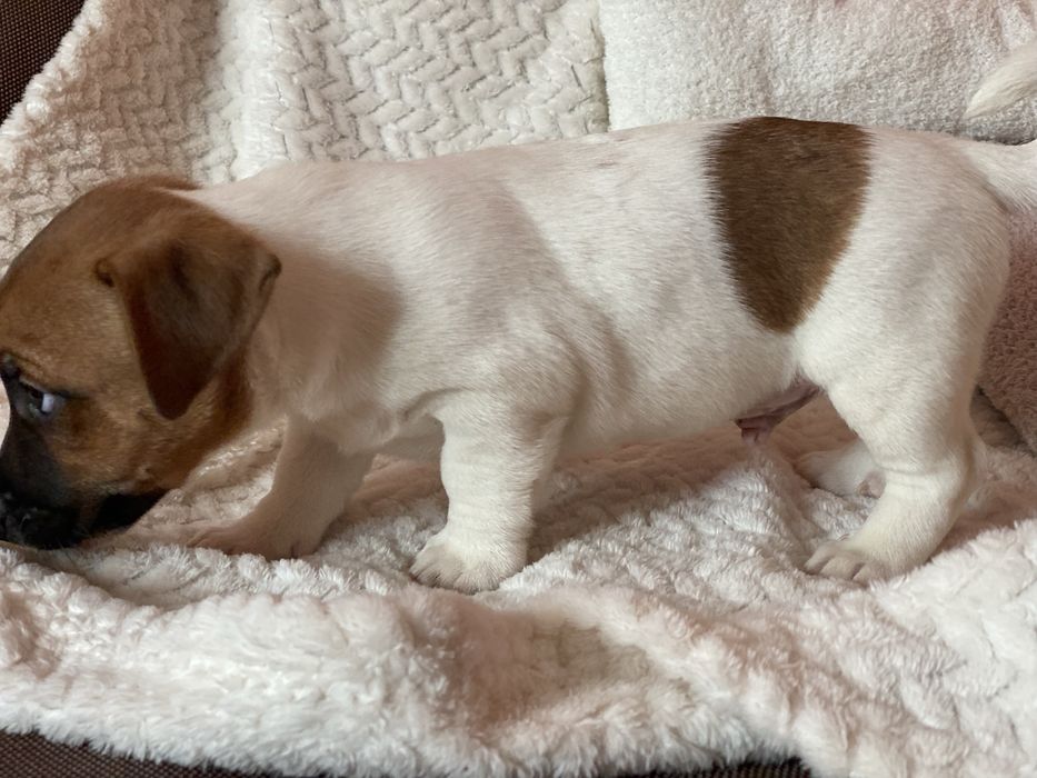 Джек расели-милі