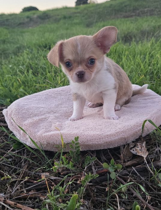 Chihuahua Miniatura Macho Pelo Curto