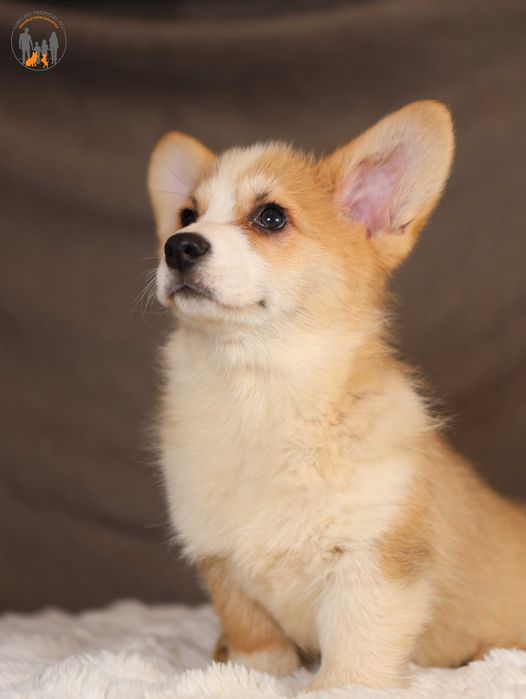 Welsh Corgi Pembroke ZKwP FCI wyjątkowa uroda po CH.PL