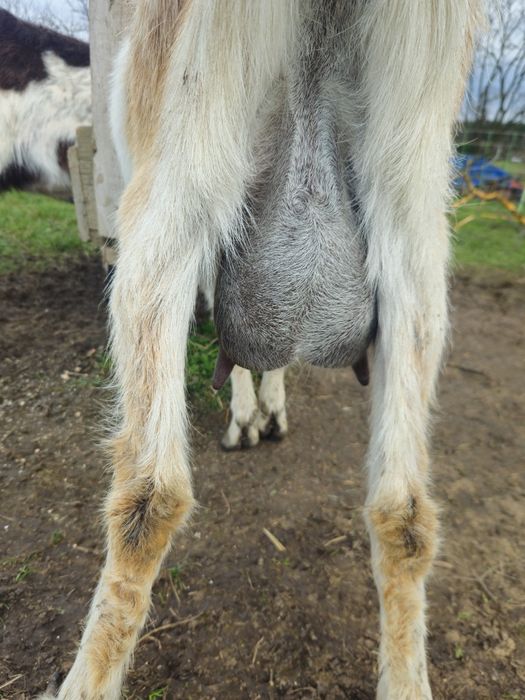 Sprzedam kozy z młodymi