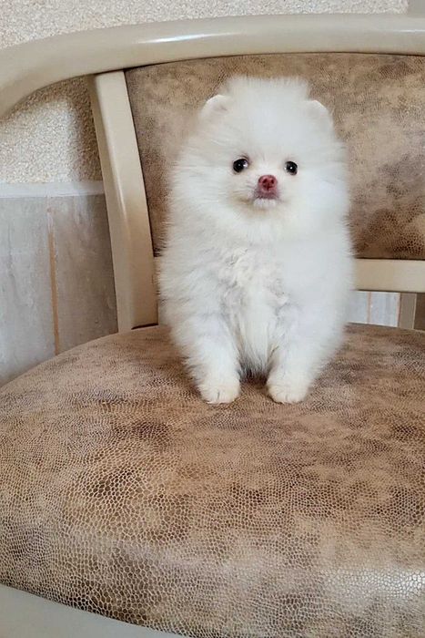 Міні дівчинка померашка