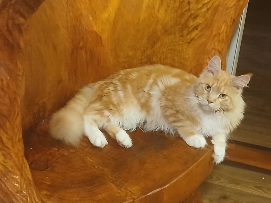 Мейн-кун рыжая чистокровная