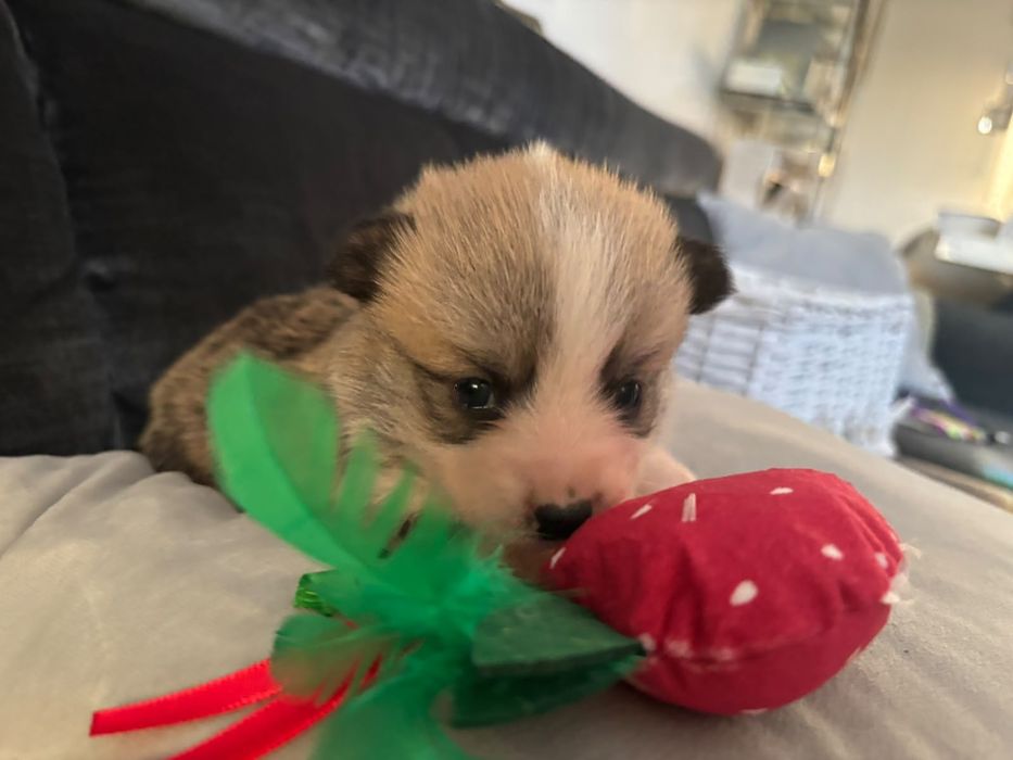 Suczka Welsh Corgi Pembroke ZKWP FCI