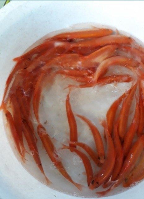 Sandacz pstrąg stawowy karp koi
