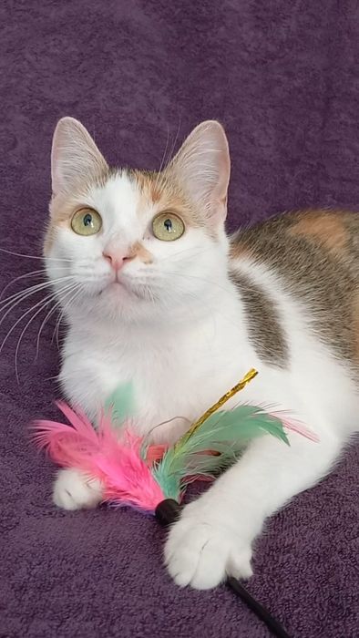 Трьохколірна / трьохмасна молода кішка. Має мікрочіп, ветпаспорт..