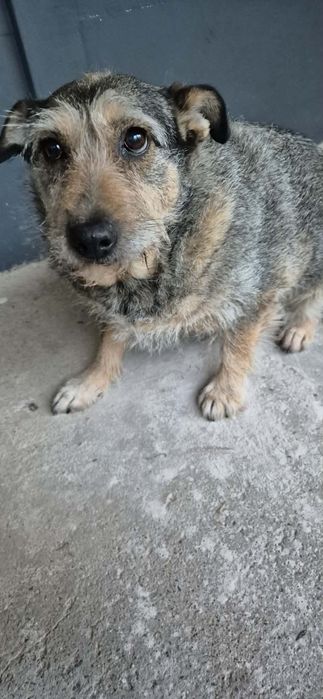 Mała sierotka do adopcji.