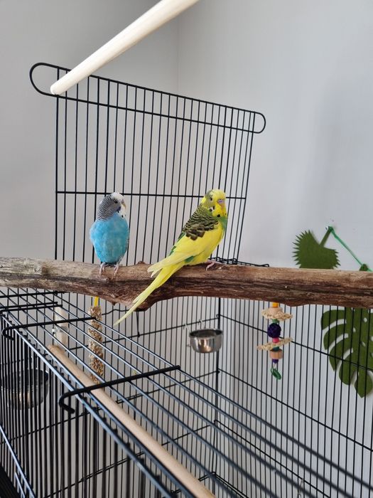 Papużki faliste - parka