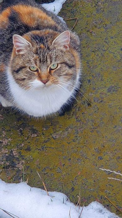 Отдам в хорошие руки. Котята.