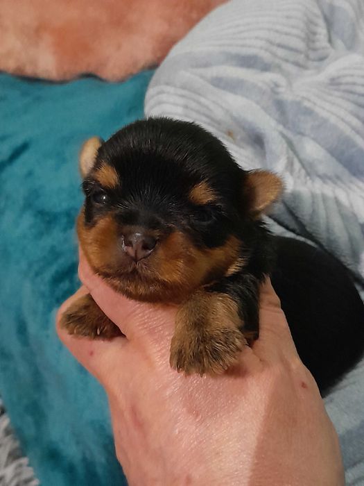 Yorkshire Terrier ZKwP FCI suczka