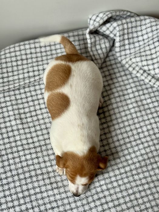 Дівчинка Джек Рассел КСУ |j706