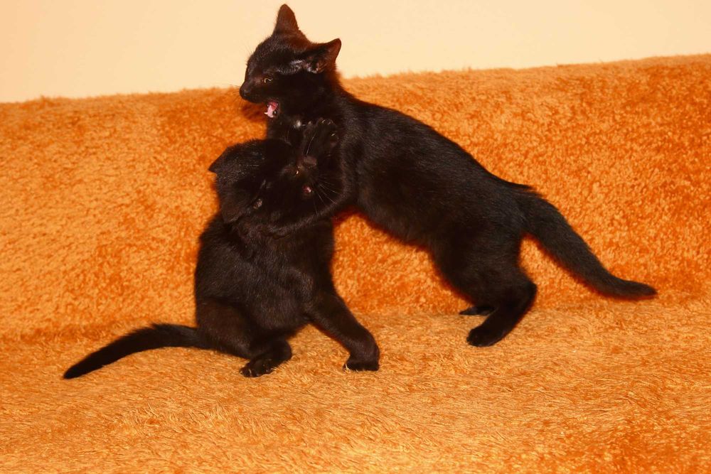 Oddam młode koty w dobre ręce