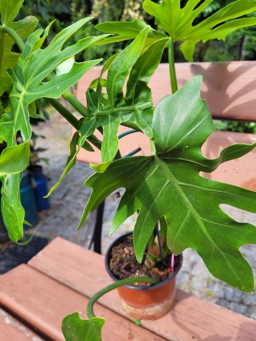 Philodendron radiatum gog variegata