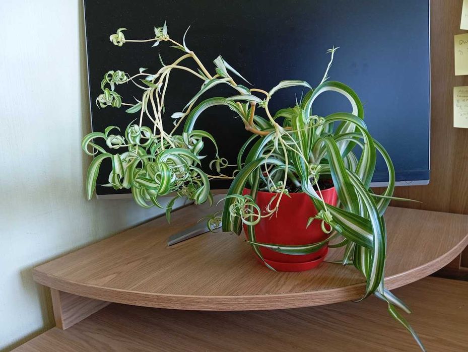 Хлорофитум Bonny кучерявый