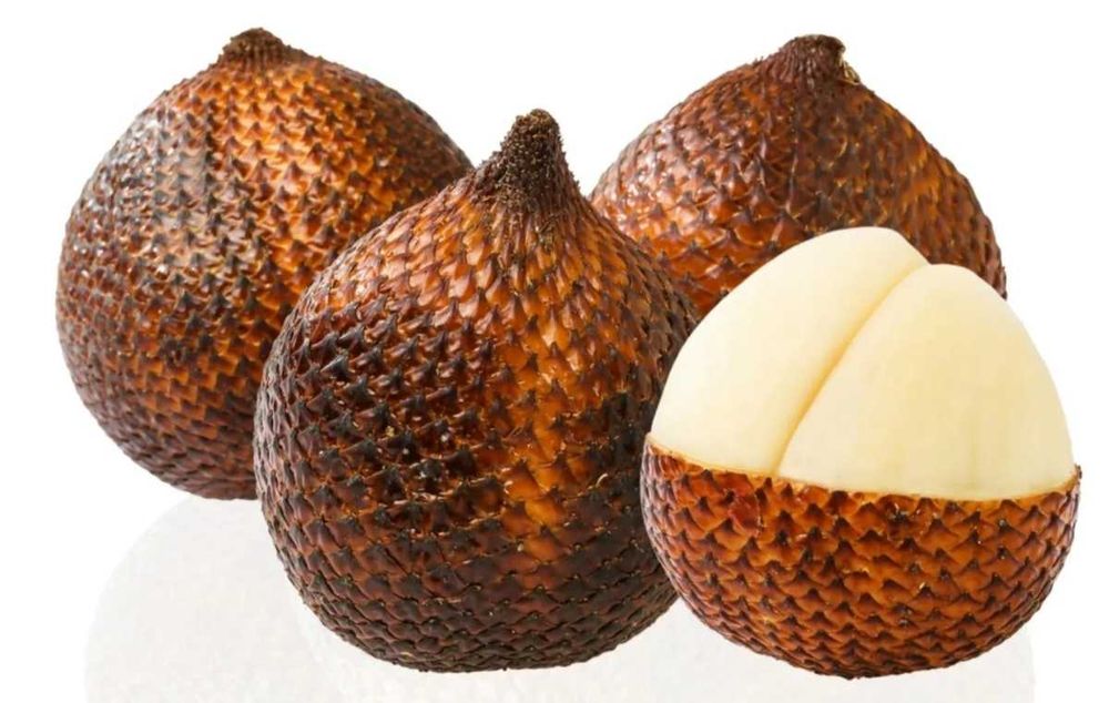 Muda de Salak / Fruta-Cobra (Salacca zalacca) – Planta Exótica e Rara