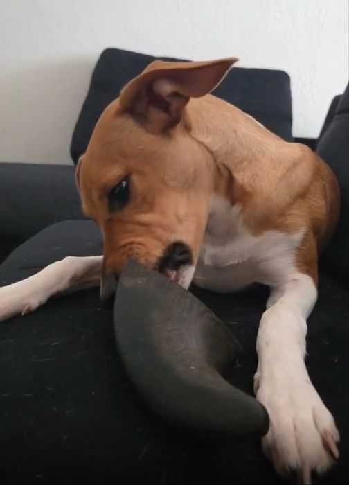 Marley para adoção responsável