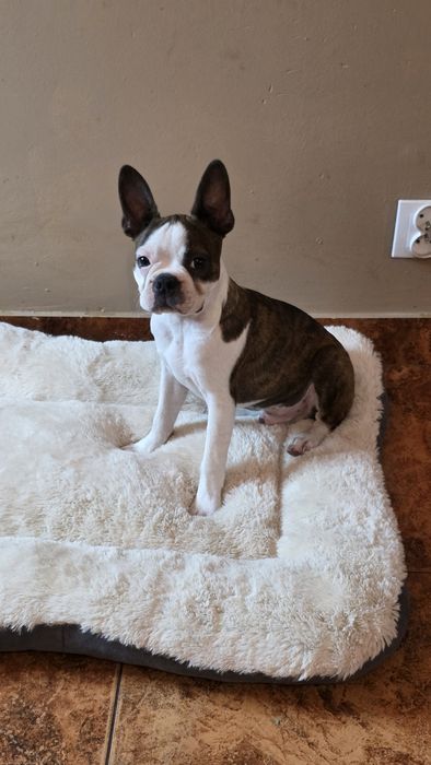 Boston Terrier z rodowodem