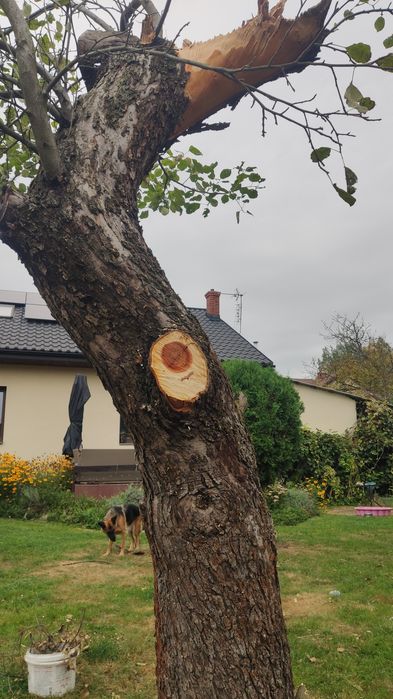 Sprzedam pień drewno reneta szara