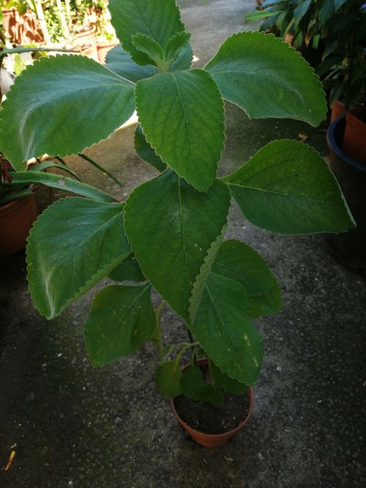 Arvore Boldo de vários tamanhos e preços