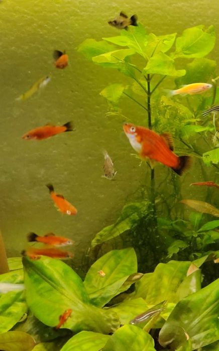 Меченосець , гуппі