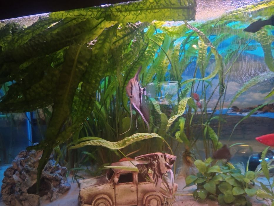 Kryptokoryny karbowane rośliny akwariowe