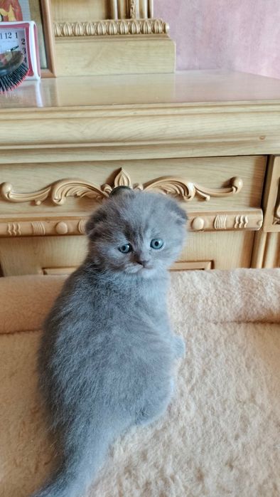 Кошенята котенята