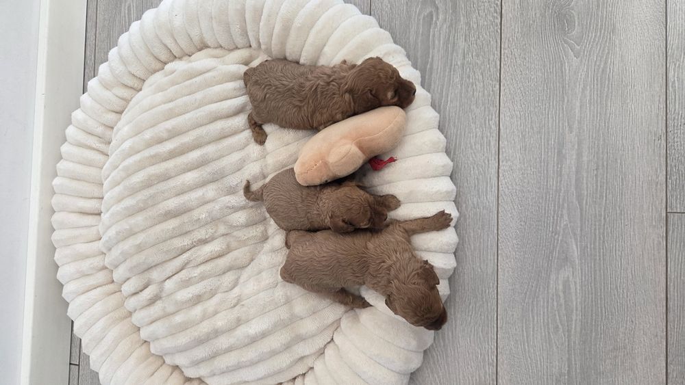 Pudel toy mała suczka badania