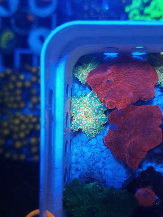 Corais discossomas e ricordias