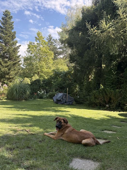 Oddam pieska za darmo