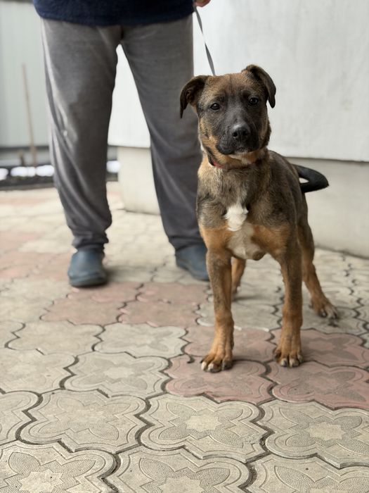 Метис  Стафа та вівчарки