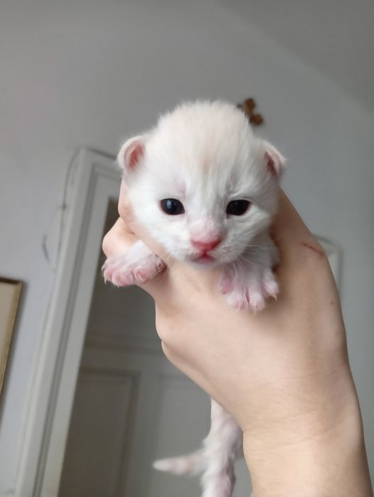 Maine coon kremowy dymny kocurek rodowód FPL