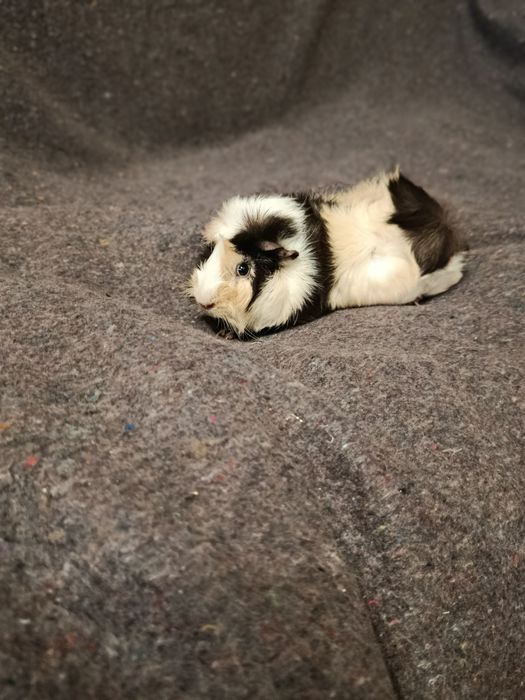 МорскаЯ свинка.з кліткою та переносним контейнером контейнером