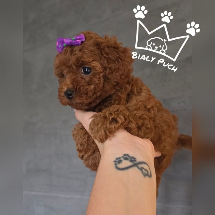 Pudel toy miniaturowy teacup red brown chiny badania paszport wyprawka