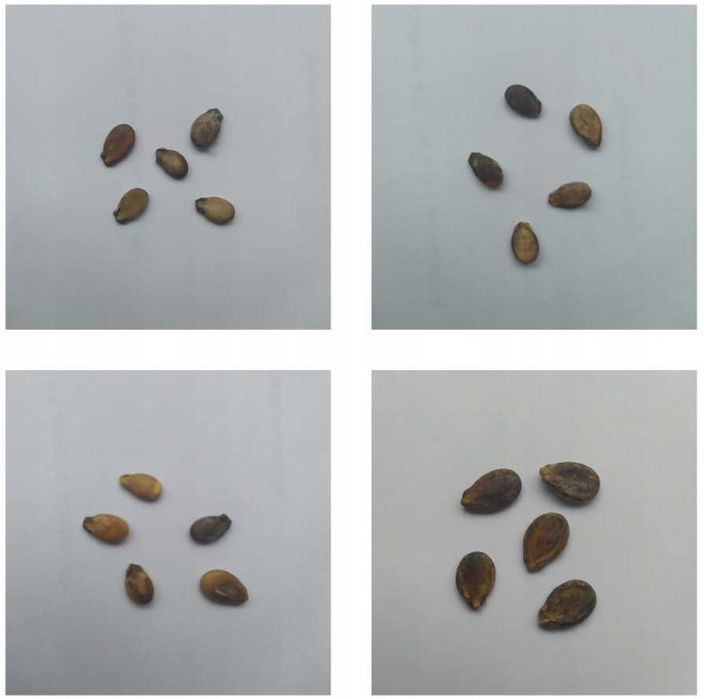 Zestaw Kolekcja NASION ARBUZA arbuz 4 odmiany 30n GREY JUBILEE