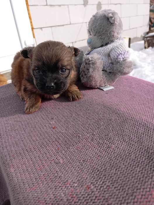 Хлопчик пікінессс