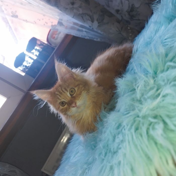 Kocurek Maine Coon