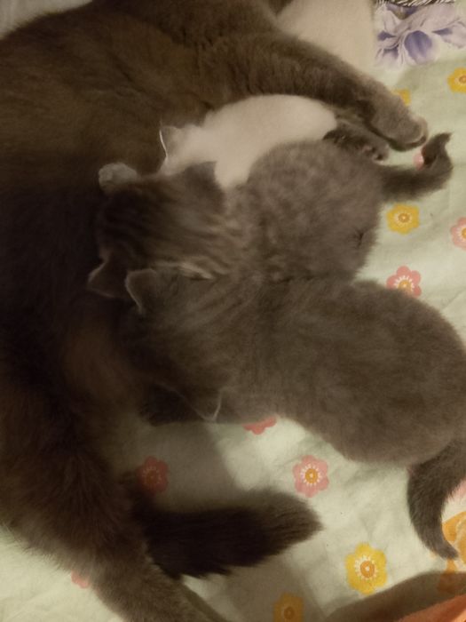 Котята,кот,кошка