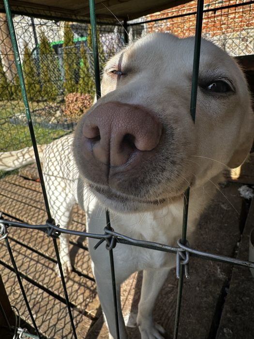 Собака в добрі руки. Лише у вольєр