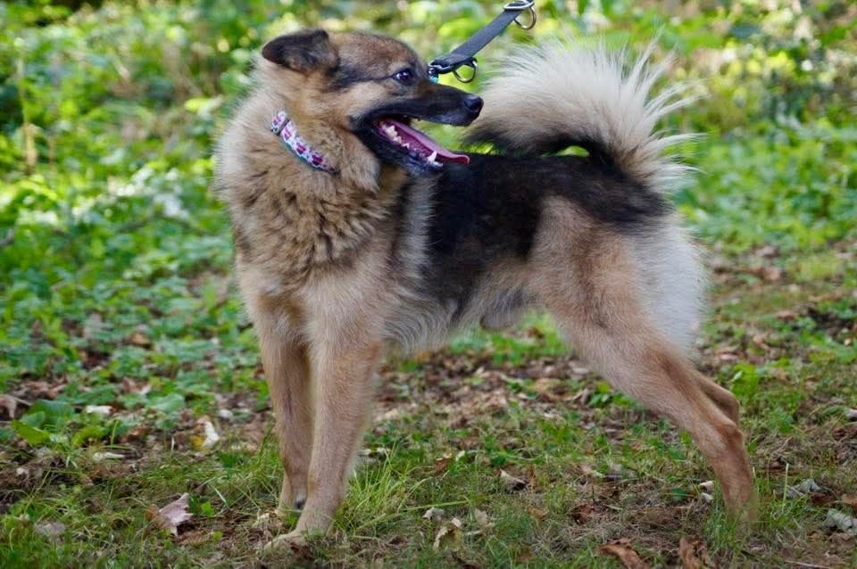 Dyzio- uroczy młody pies mix szpic do adopcji