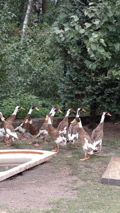 Kaczki Biegus Sarni - 3 miesięczne