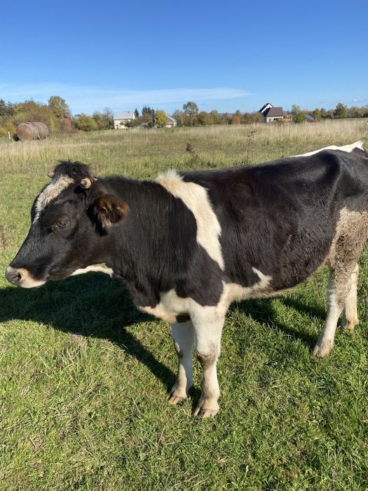 Продам племенну телицю.